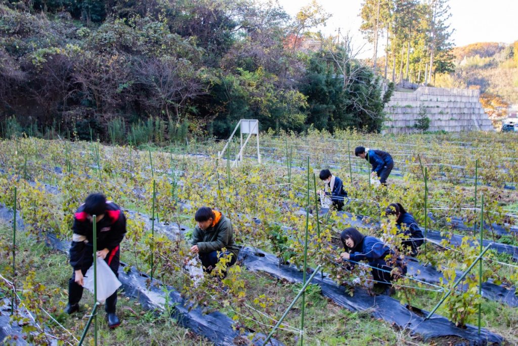 コットンを収穫する高校生たち